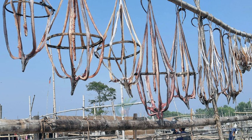 দুবলার চরে শুঁটকির কোটি টাকার বাণিজ্য