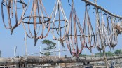 দুবলার চরে শুঁটকির কোটি টাকার বাণিজ্য