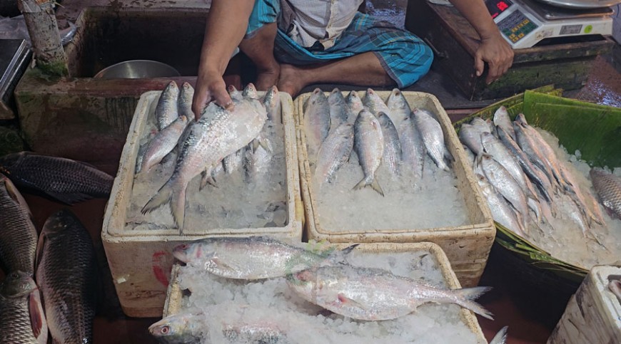 ভারতীয় ইলিশ আমদানি বন্ধ, বাতিল ১০৩ এনওসি