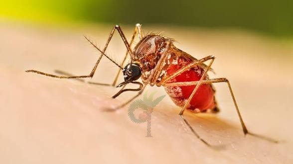 ডেঙ্গুতে ২৯ দিনে ১৪২ জনের মৃত্যু
