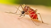 ডেঙ্গুতে ২৯ দিনে ১৪২ জনের মৃত্যু