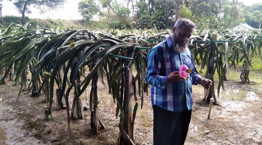 ড্রাগন চাষে স্বাবলম্বী হওয়ার স্বপ্ন আনিসুরের