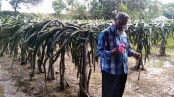 ড্রাগন চাষে স্বাবলম্বী হওয়ার স্বপ্ন আনিসুরের