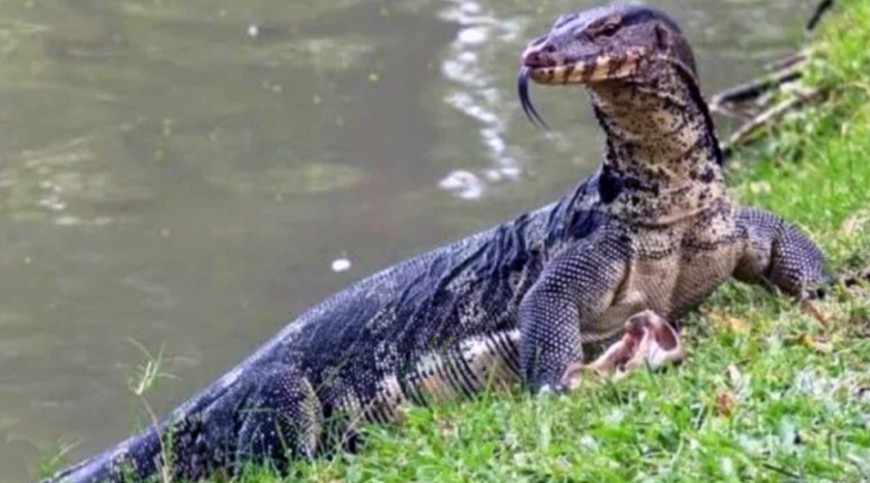 বিলুপ্তির পথে গুই সাপ