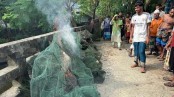 মোল্লাহাটে চায়না দুয়ারী জাল জব্দ করে বিনষ্ট
